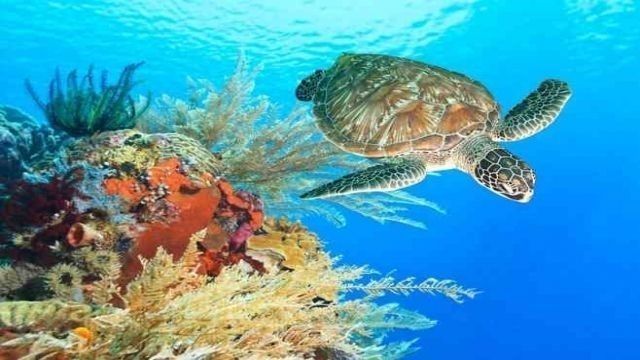 7 Day tour Packages from Marsa Alam