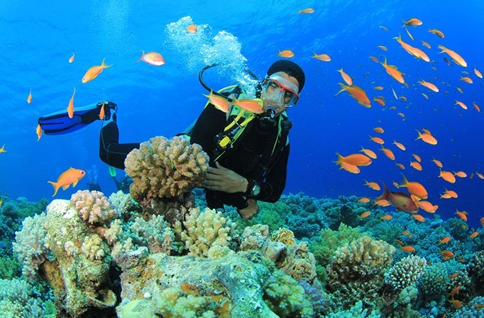 Diving Tours From Marsa Alam