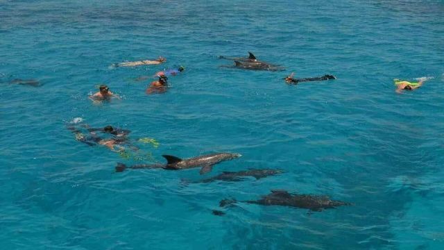 Dolphin house snorkeling trip from Sahel Hashesh