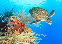 Makadi Snorkeling tour and excursions