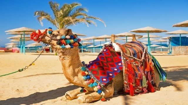Private transfer from Cairo to El Gouna Hotels