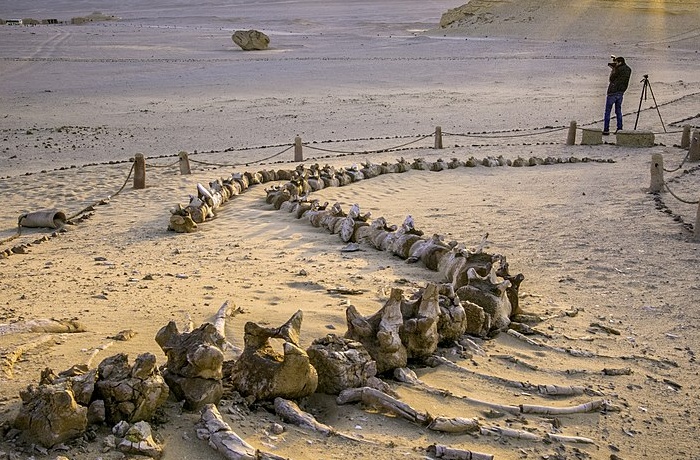 Safari trips from Fayoum oasis Safari trips from Fayoum oasis