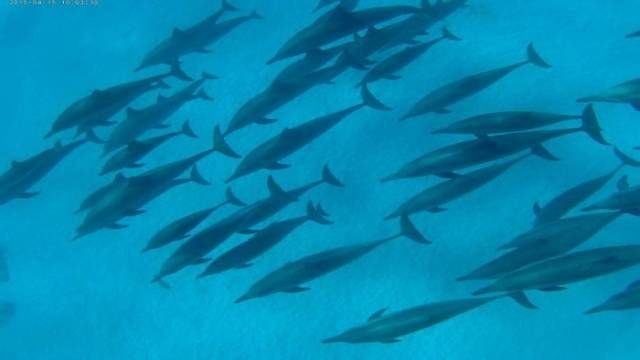 Sataya Reef Dolphin House Snorkel Trip from Marsa Alam
