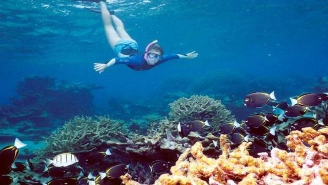 Snorkeling Trip At Satayh Dolphin Reef from Portghalib