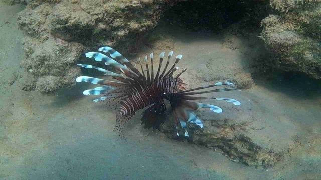 Snorkeling trip to the dolphin house from Makadi Snorkeling trip to the dolphin house from Makadi