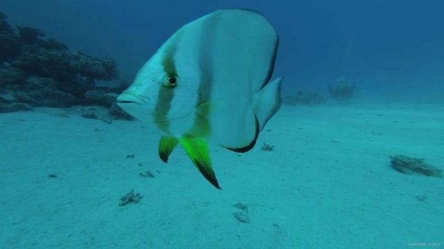 Snorkeling trip to the dolphin house from Makadi Snorkeling trip to the dolphin house from Makadi