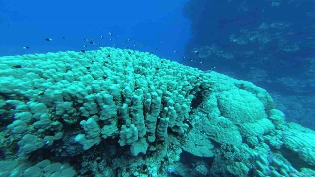 Snorkeling trip to the dolphin house from Makadi Snorkeling trip to the dolphin house from Makadi