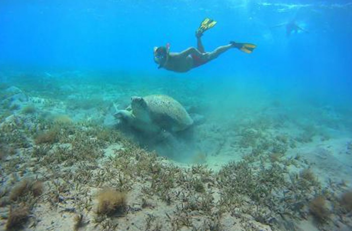 Snorkeling trips from Sahl Hasheesh