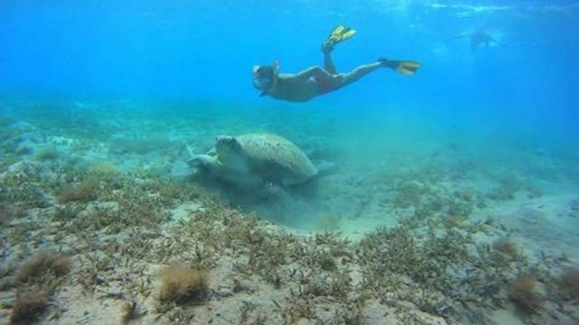 abu dabbab dugong bay Makadi egypt excursions