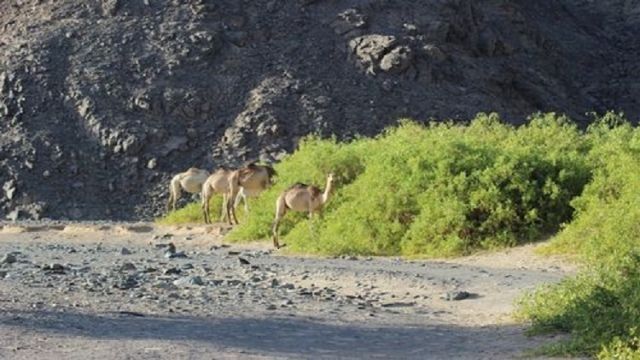 Privatausflug nach Wadi El Gemal von Marsa Alam