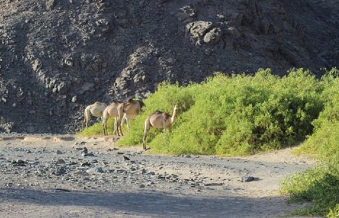 Safariausflüge ab Marsa Alam