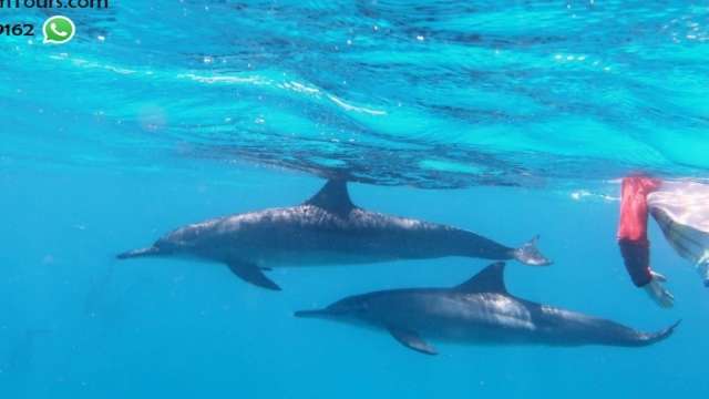 Schnorchelausflug am Sataya Dolphin Reef