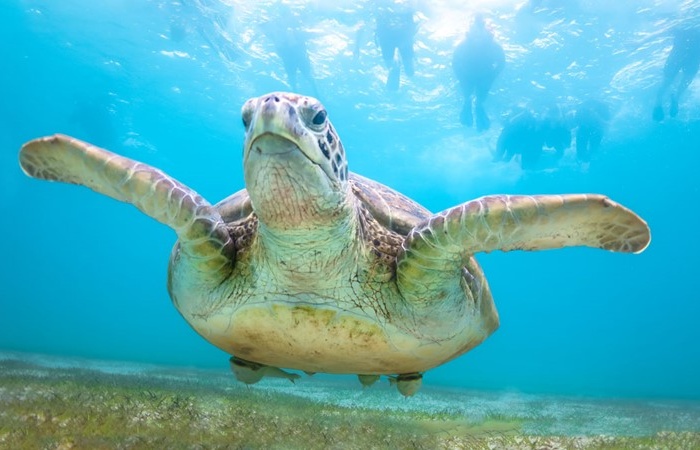 Schnorchelausflüge ab Marsa Alam