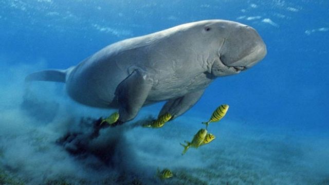 abu dabbab dugong bucht El Gouna ägypten ausflüge