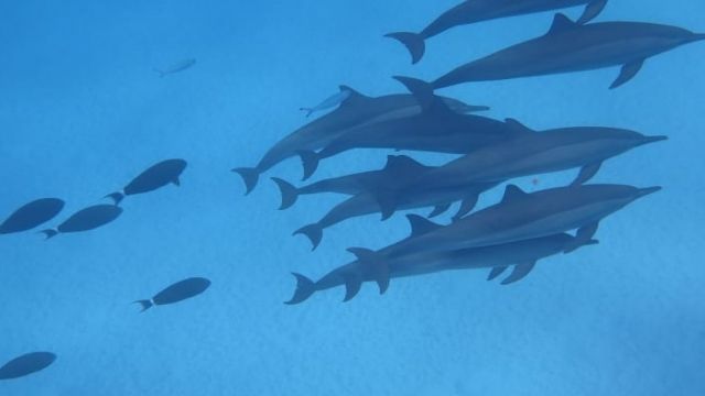 Übernachtung Schnorchelausflug in Sataya Dolphin Reef Marsa Alam