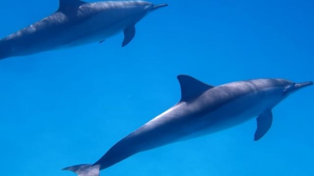 Übernachtung Schnorchelausflug in Sataya Dolphin Reef Marsa Alam