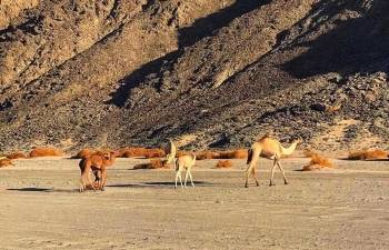 Privatausflug nach Wadi El Gemal von Marsa Alam