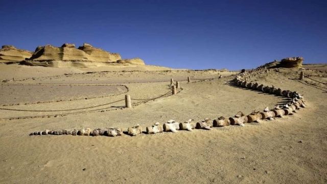 Wadi Al Hitan κοιλάδα φαλαινών μια μέρα στην άλλη Ταξίδι από το Κάιρο