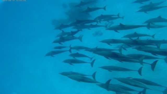Excursion de esnorquel en Sataya Dolphin Reef desde El Quseir