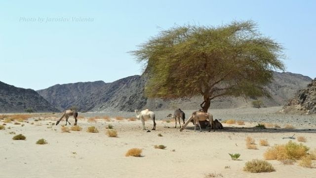 Excursiones de Wadi El Gemal en Marsa Alam