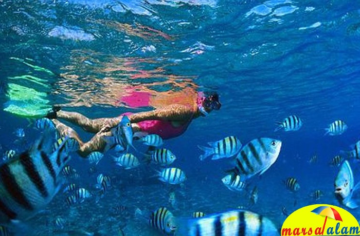 Excursiones de esnórquel desde Marsa Alam