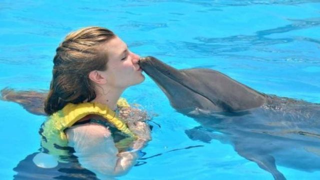 Excursión de nadar con delfines en Hurghada