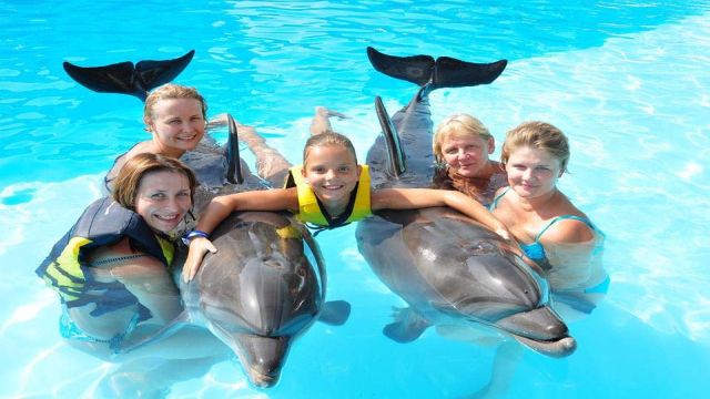 Excursión de nadar con delfines en Hurghada