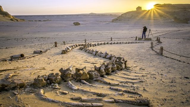 Excursión de un día a Wadi al Hitan y Fayoum Oasis desde Hurghada