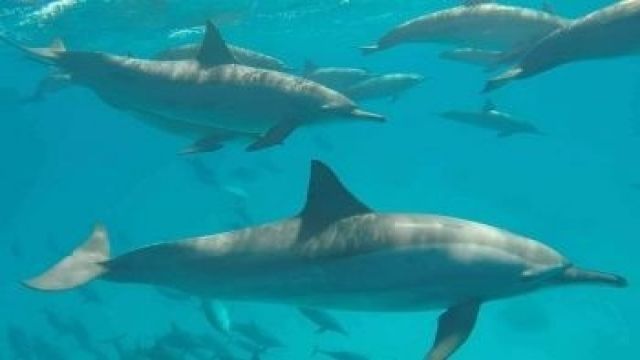 Paseo en barco privado al Dolphin House desde Marsa Alam