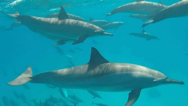 Viaje de esnórquel a la casa de los delfines desde Hurghada