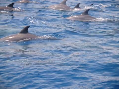 Viaje de esnórquel a la casa de los delfines desde Hurghada