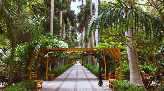 Excursión de un día al jardín botánico de Asuán Excursion de un dia al Jardin Botanico de Asuan