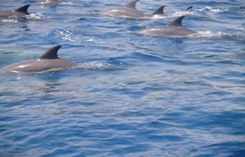 Excursión de esnórquel en barco con Dolphin House desde Hurghada