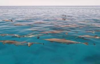 Paseo en barco privado al Dolphin Reef desde Marsa Alam