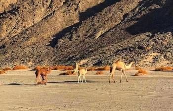 Tour privado a Wadi el Gemal desde Marsa Alam