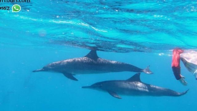 Excursion de plongée en apnée au récif de dauphins de Sataya depuis Marsa Alam