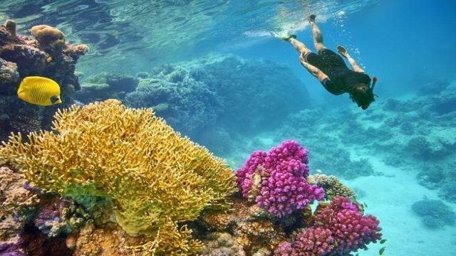 Excursions de plongée en apnée à Sharm El Luli au départ de Marsa Alam Tours