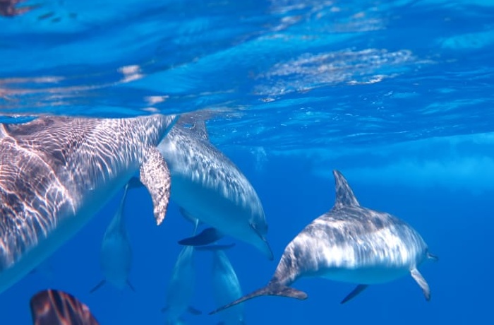 Excursions de plongée en apnée à partir dEl Gouna