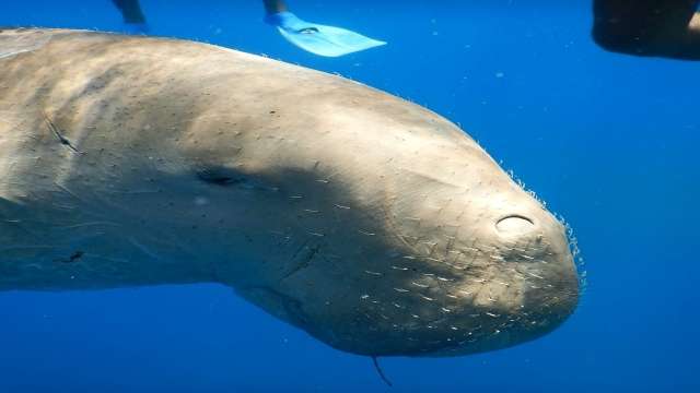 Forfait vacances de 12 jours à Marsa Alam, croisière sur le Nil et Le Caire