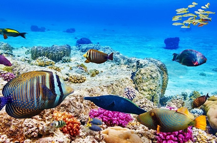 Transferts privés depuis Damiette