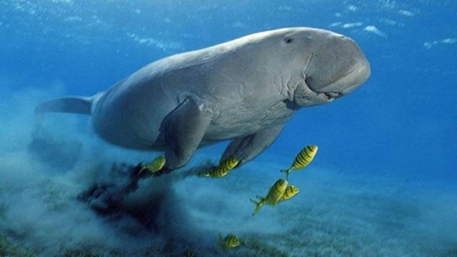 Trouvez le dugong à Marsa Alam en bateau rapide