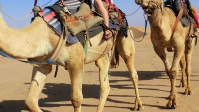 excursion à dos de chameau marsa alam