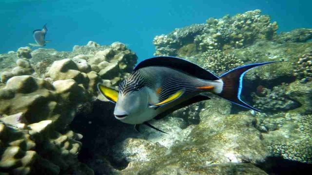 journée de plongée sous marine Makadi Egypte Mer Rouge