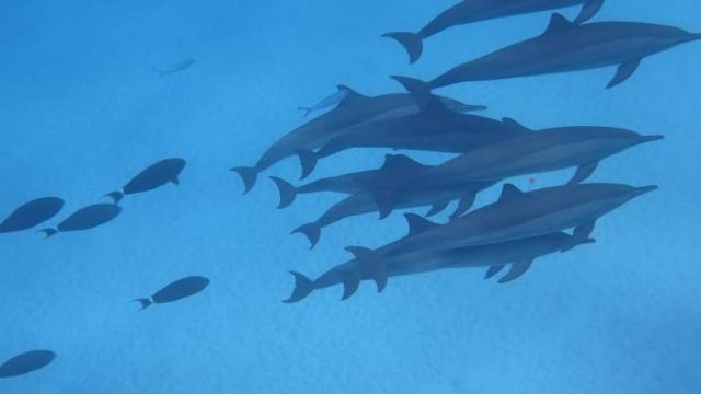 nuit de plongée en apnée à Satayh Dolphin Reef à marsa alam