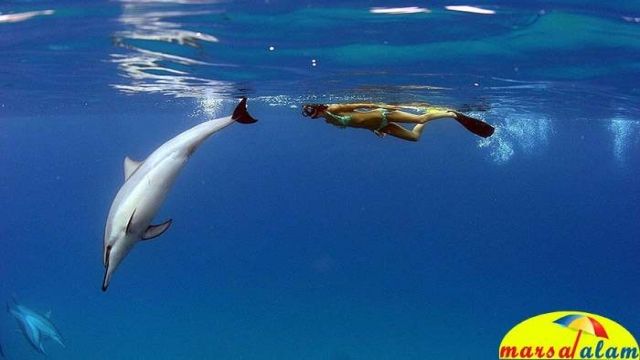 plongée en apnée à la maison des dauphins de marsa alam