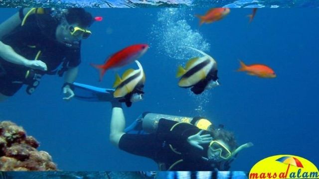 plongée en apnée à la maison des dauphins de marsa alam