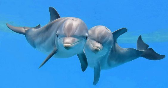 Excursion de plongée en apnée dune nuit au récif des dauphins de Sataya au départ de Marsa Alam