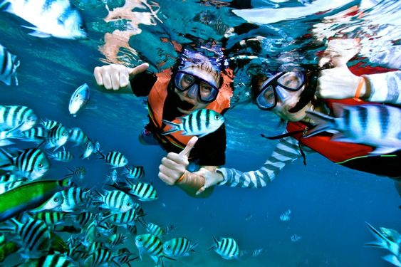 Excursion de plongée en apnée dune nuit au récif des dauphins de Sataya au départ de Marsa Alam