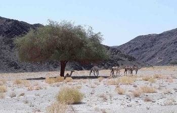 Wadi El Gemal Excursions à Marsa Alam