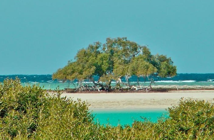 The mangrove beach